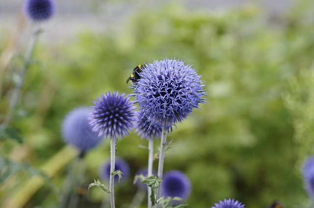 Free Thistle Flower photo and picture