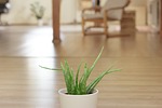 aloe, plant, office