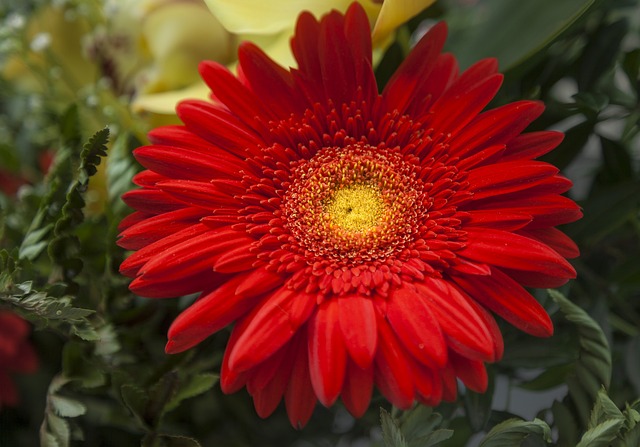 Plante, Blomst, Blomstre, Rød
