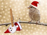 christmas, christmas motif, greeting card