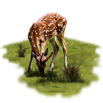 Tier, Hirsch, Weiden, Tierwelt