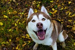 husky, huskies, dog