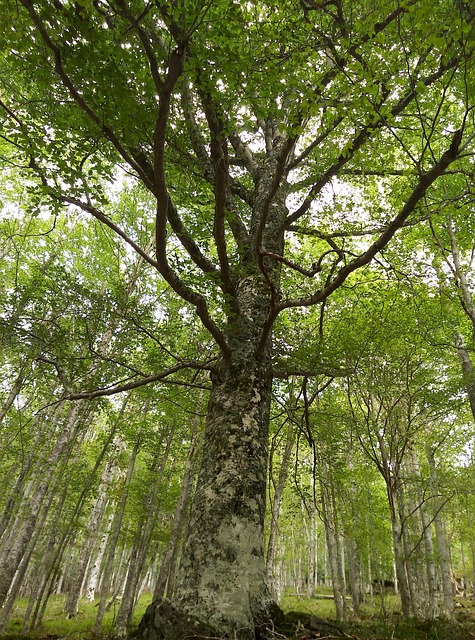 Free Tree Trees photo and picture