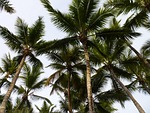 palm trees, high, hot