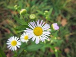 flower, fine jet, pointed flower
