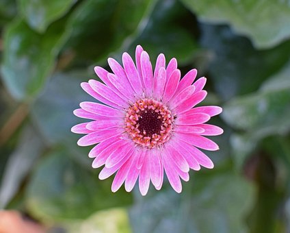 Free Gerbera Daisy Flower photo and picture