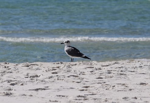 Free Herring Gull Gull photo and picture