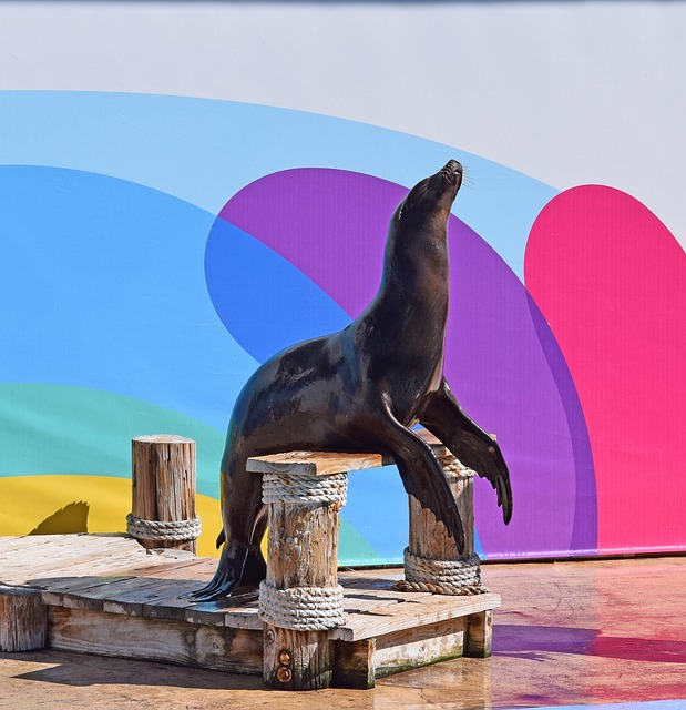 Free Sea Lion Show Sea Lion photo and picture