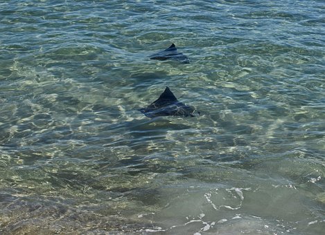 Free Stingray Fish photo and picture