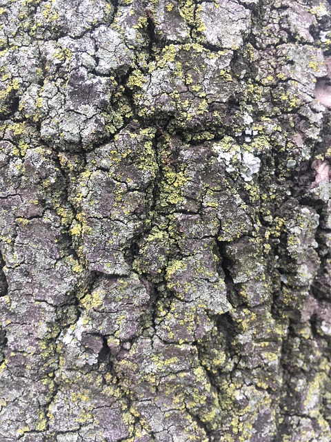 Free Tree Cortex photo and picture