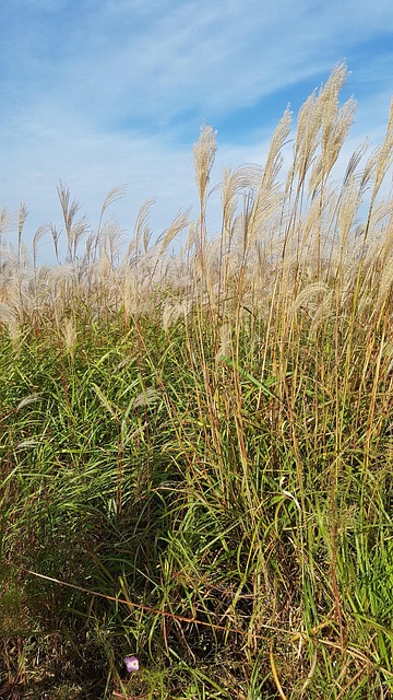 Reed, Toamna, Vânt