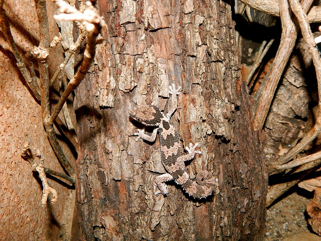 Free Camouflaged Gecko photo and picture