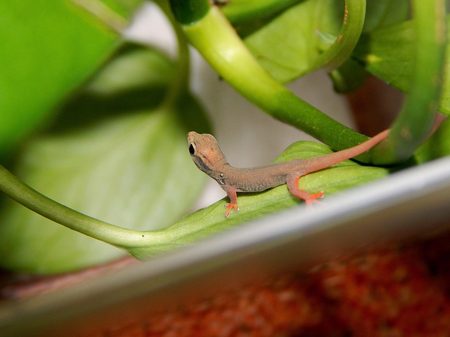 Free Dwarf Gecko Cub photo and picture