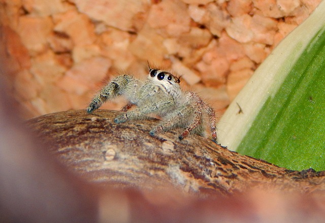 Free Jumping Spider Animal photo and picture
