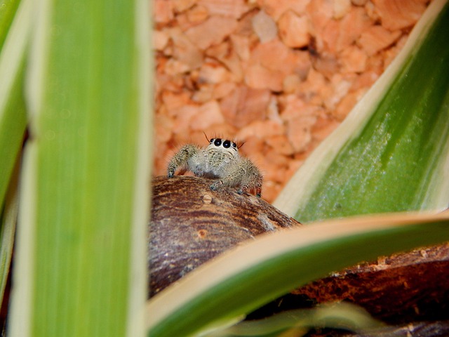Free Spider Jumping Spider photo and picture