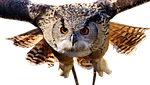 owl, bird, feather