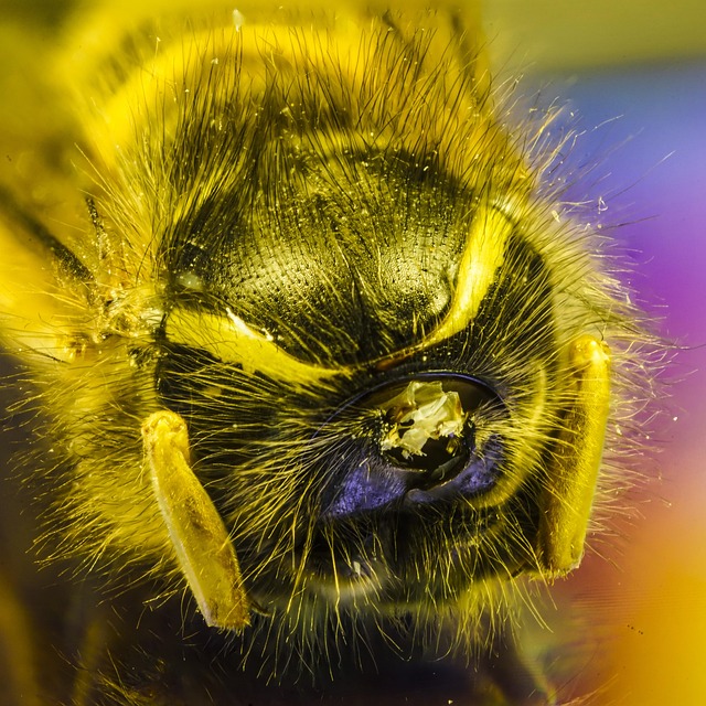 Free Do Macro photo and picture