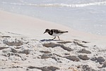 ruddy turnstone, shore bird, winter plumage
