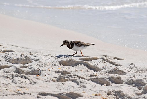 Free Ruddy Turnstone Shore Bird photo and picture
