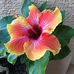 hibiscus, flowers, summer