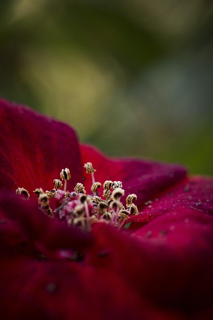 Free Flower Macro Red Flower photo and picture