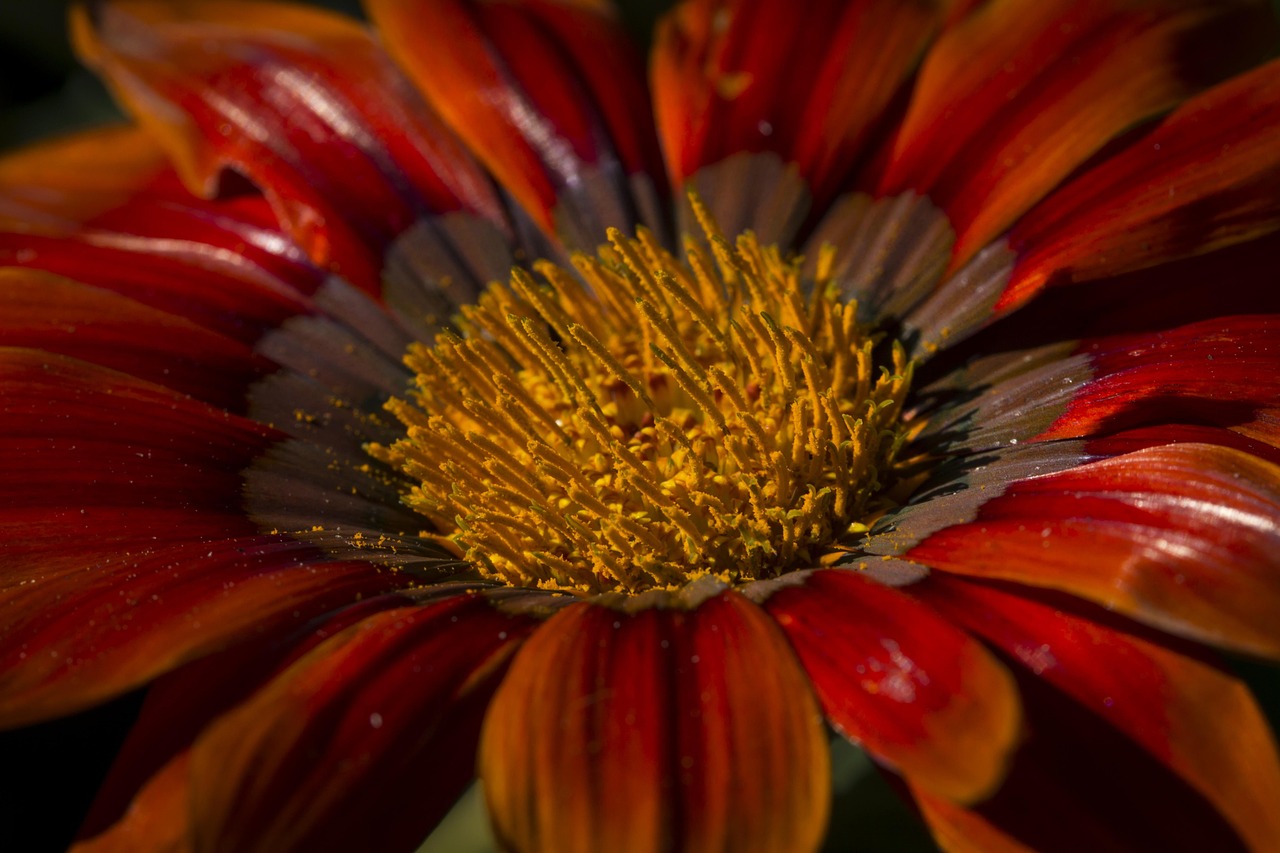 Red And Orange Flower Macro Free photo on Pixabay Pixabay
