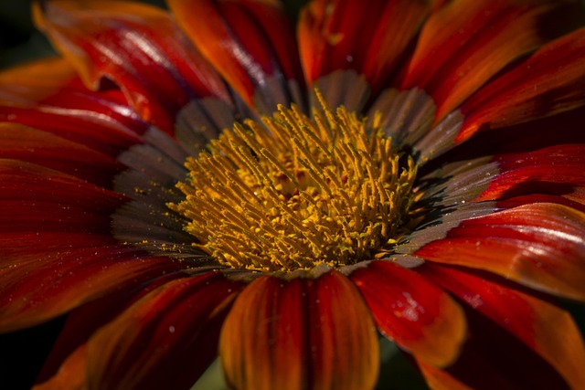 Free Red And Orange Flower Macro photo and picture