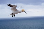 northern gannet, on the island of helgoland, in may