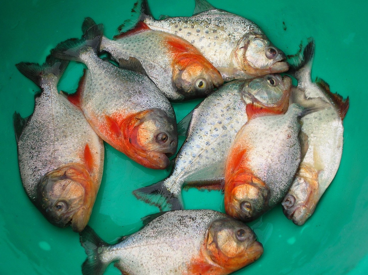 20 000 Free Piranha Fish Fish Images Pixabay