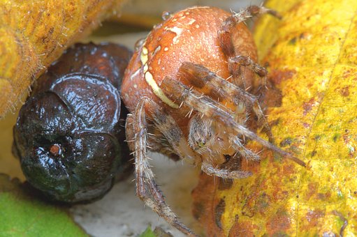 Free Spider Macro photo and picture