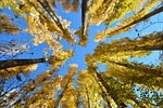 autumn, season, nature