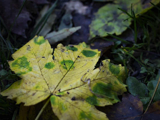 Free Autumn Leaf Leaf photo and picture
