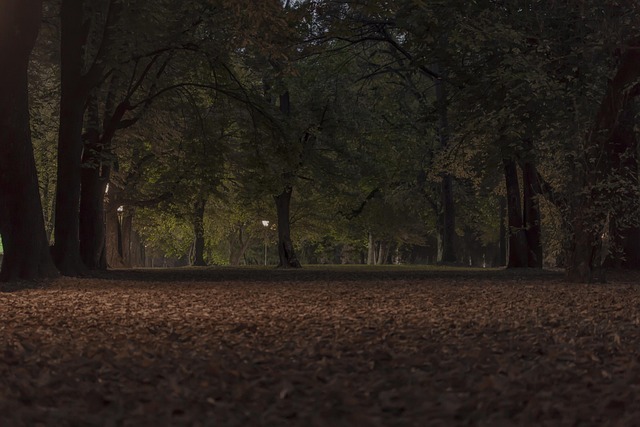 Free Park Evening photo and picture