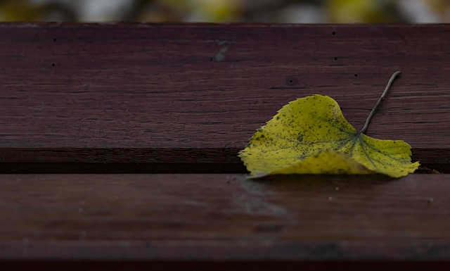 Free Single Leaf Yellow Leaf photo and picture