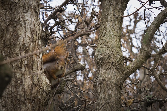 Free Squirrel Trees photo and picture