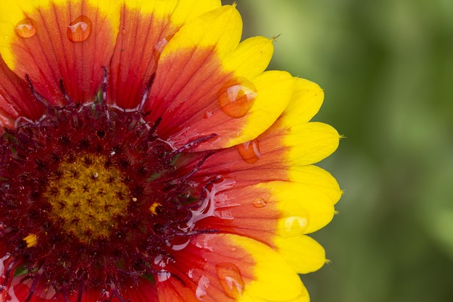 Free Red And Yellow Flower Flower Wallpaper photo and picture