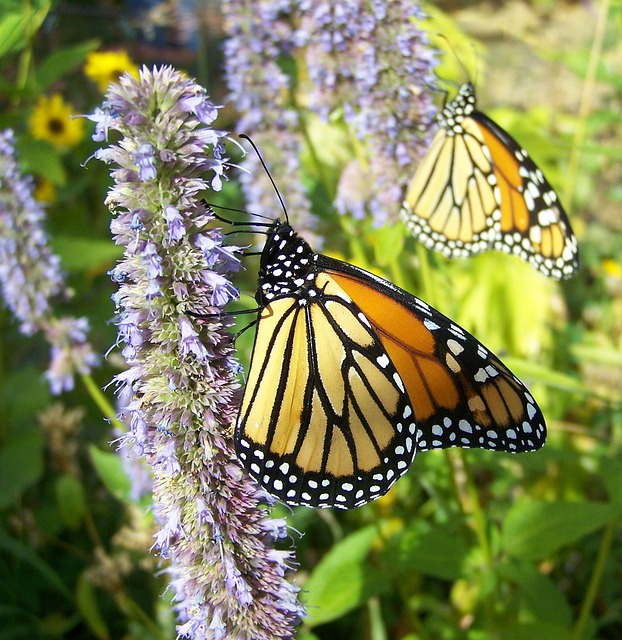 Monarchs Flowers Free photo on Pixabay Pixabay