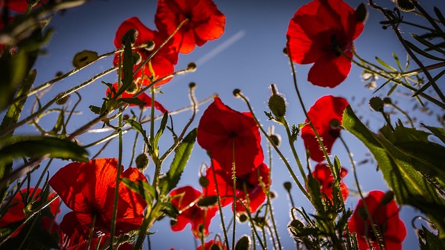 Free Flower Poppies photo and picture