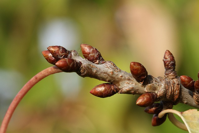 Knop, Tak, Natuur, Plant, Boom, Takken