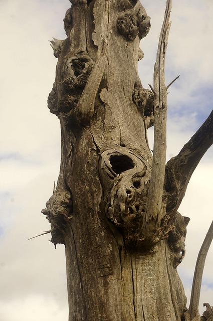 Free Tree Trunk Dry photo and picture