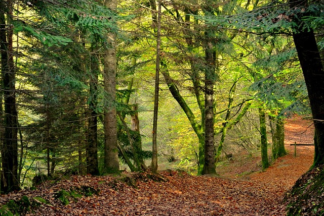 Free Forest Path Fall photo and picture