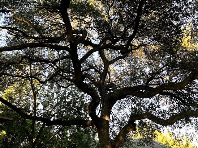 Free Tree Branches photo and picture