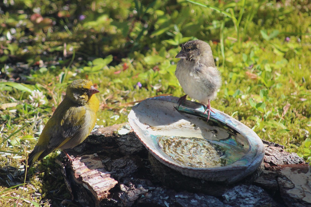 Green Finches Bird World Free photo on Pixabay Pixabay