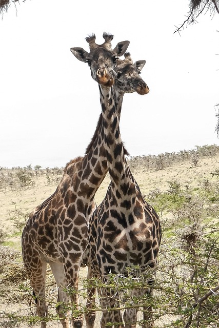 Free Giraffe Animals photo and picture