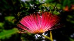 spoor flower, wildflower, nature's smile