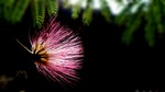 spoor flower, nature's smile, wildflower