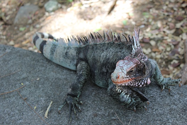 Free Iguana Tropics photo and picture