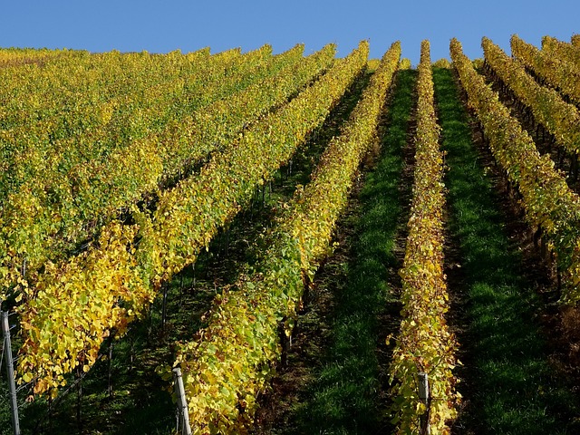 Weinberg, Weinreben, Weinanbau