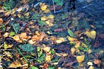 leaves, autumn, water