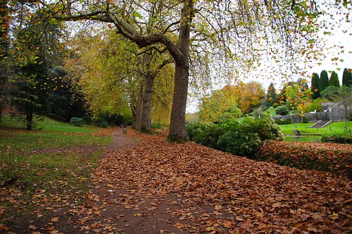 Free Autumn Leaves photo and picture